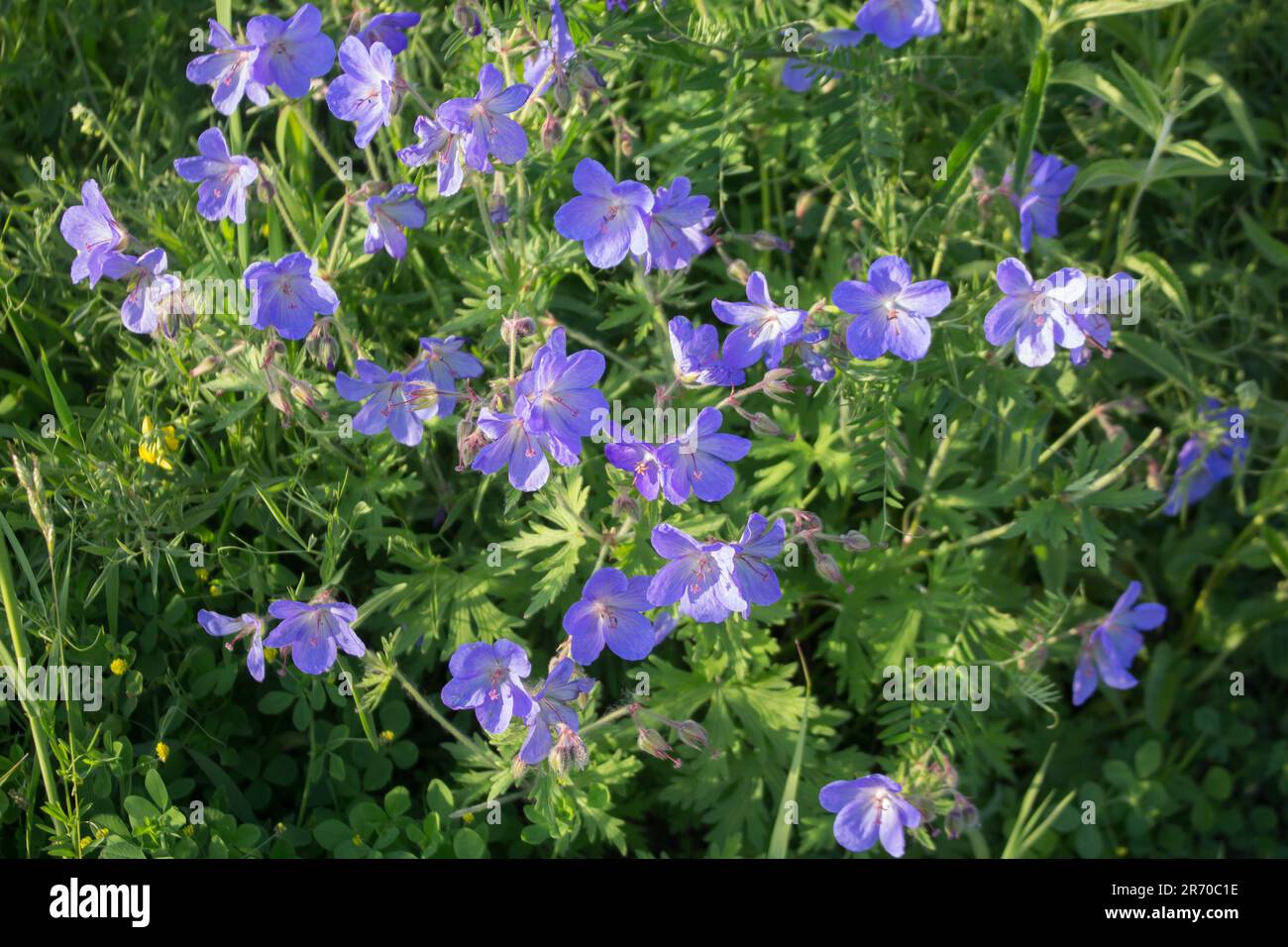 Blue flowers of Geranium Magnificum in the meadow. Summer sunny day. Stock Photo