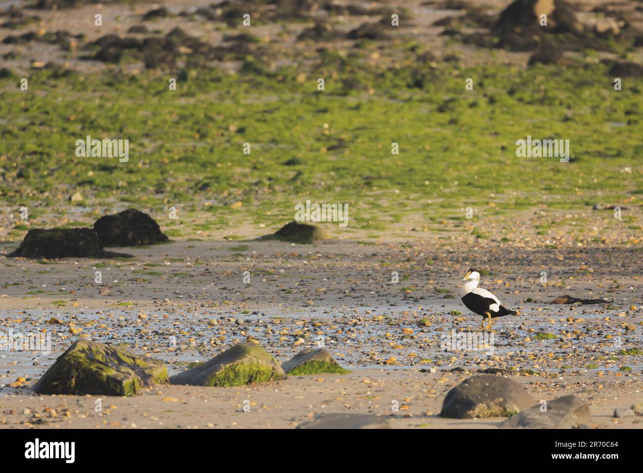 A common Eider (Somateria mollissima) seabird or sea duck on a rocky seaside beach at low tide in Aberdour on the Firth of Forth in Fife, Scotland, UK Stock Photo