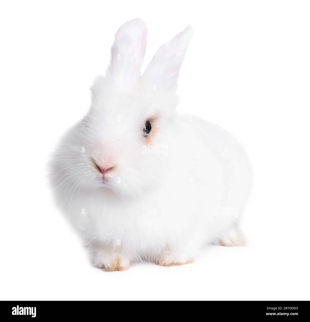 Fluffy rabbit on white background. Cute pet Stock Photo - Alamy