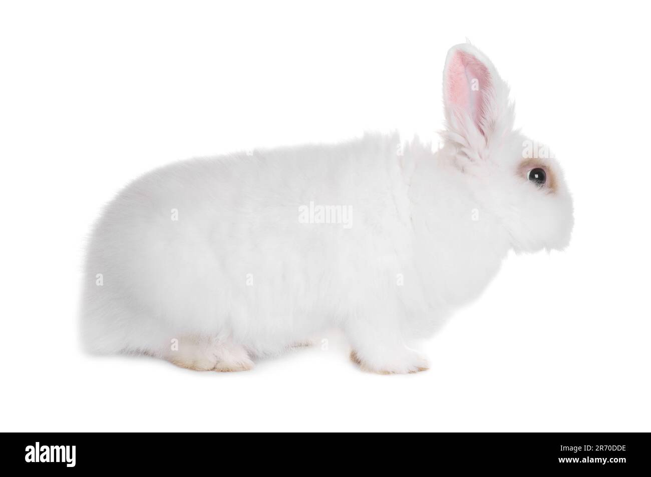 Fluffy rabbit on white background. Cute pet Stock Photo - Alamy