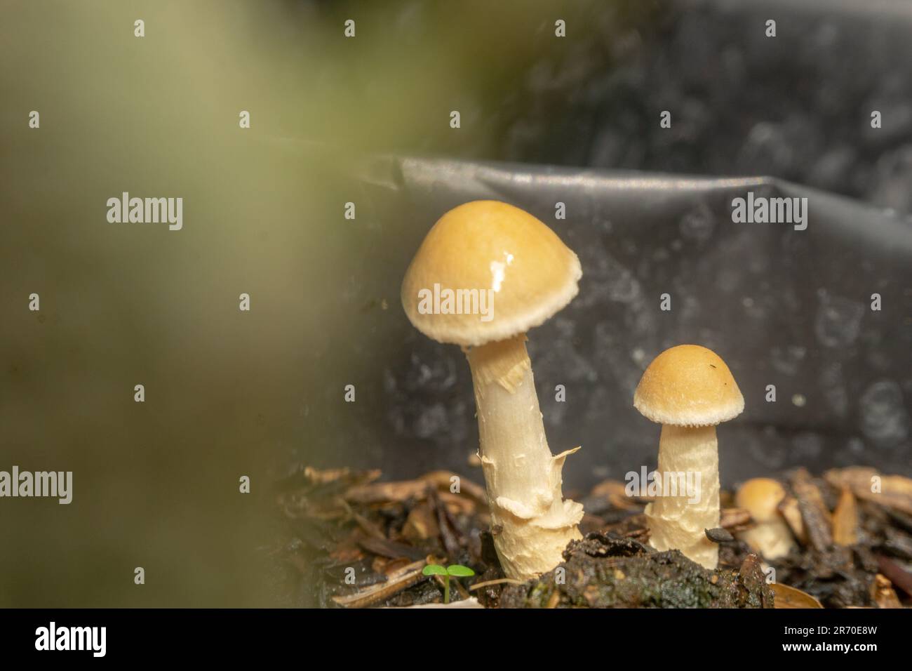 The Amanita Fulva also grow in the polybag of other plants. Amanita fulva, commonly called the tawny grisette or the orange-brown ringless amanita, is Stock Photo
