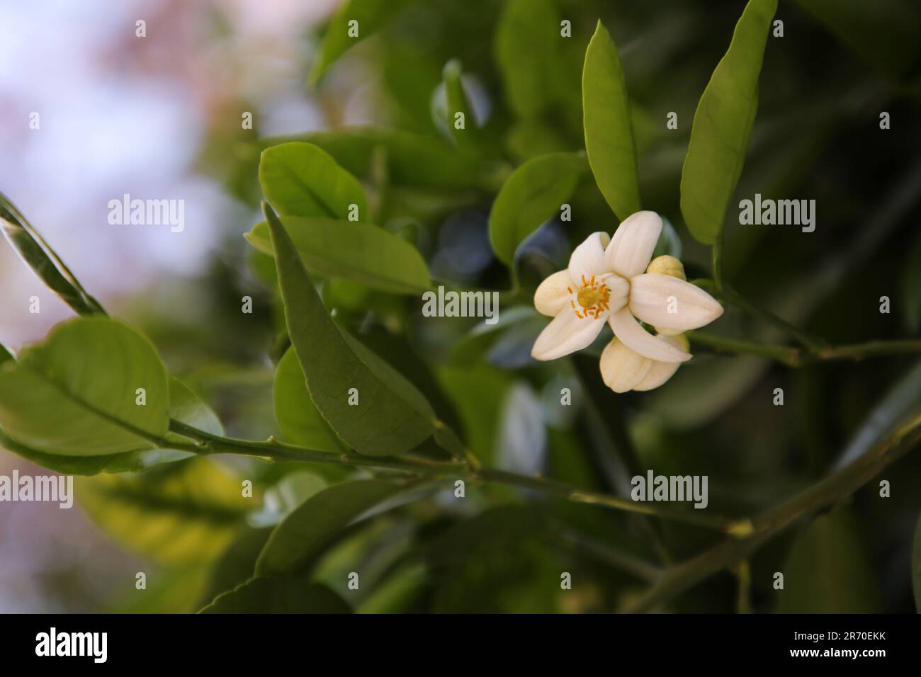 Beautiful grapefruit flower blooming on tree branch outdoors Stock Photo