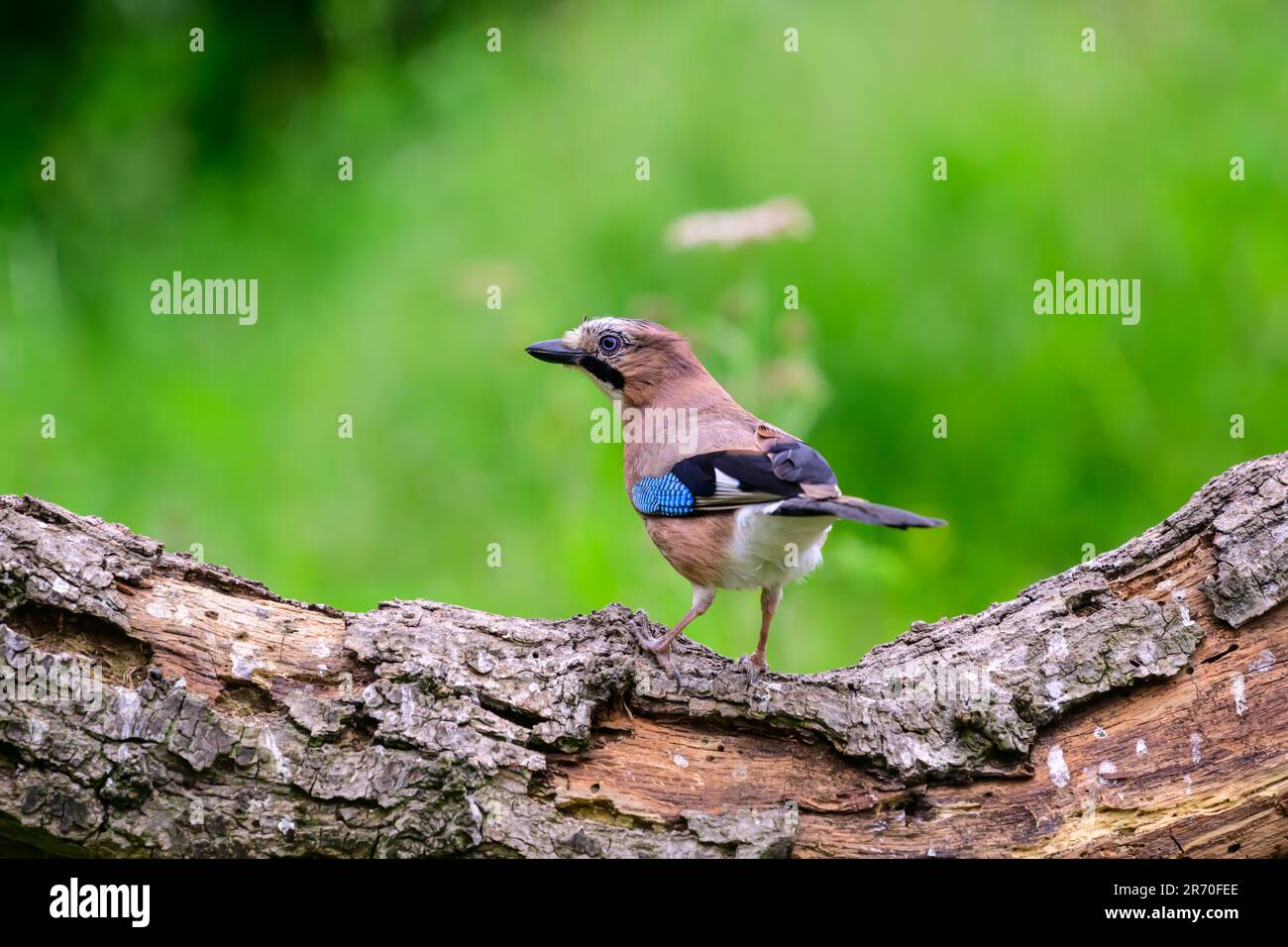 Jay, Garrulus glandarius, perched on a log Stock Photo