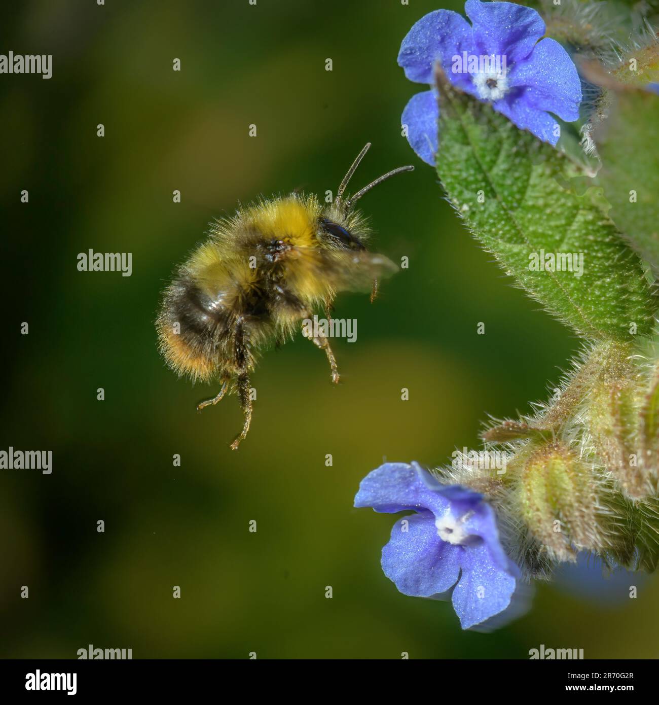 Bee - Blue/Floral main image 0