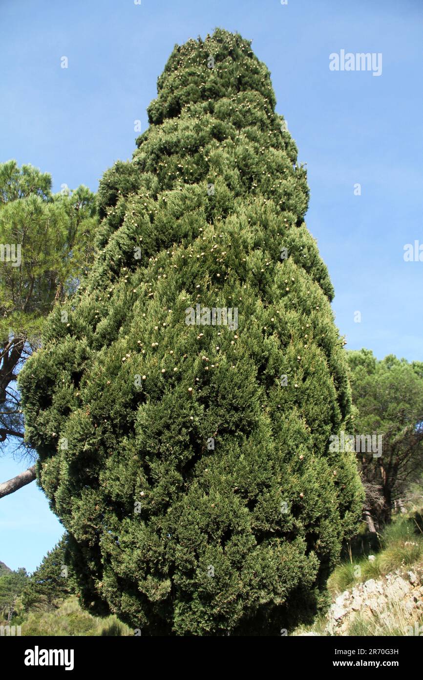 Cupressus sempervirens (Mediterranean cypress) in Itri, Italy Stock Photo