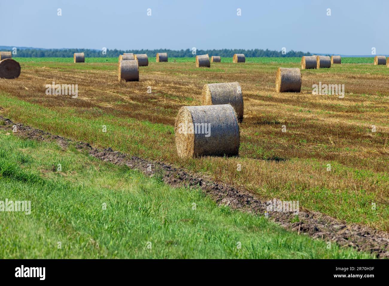 Straw stack after harvesting grain in the field, Cylindrical straw ...