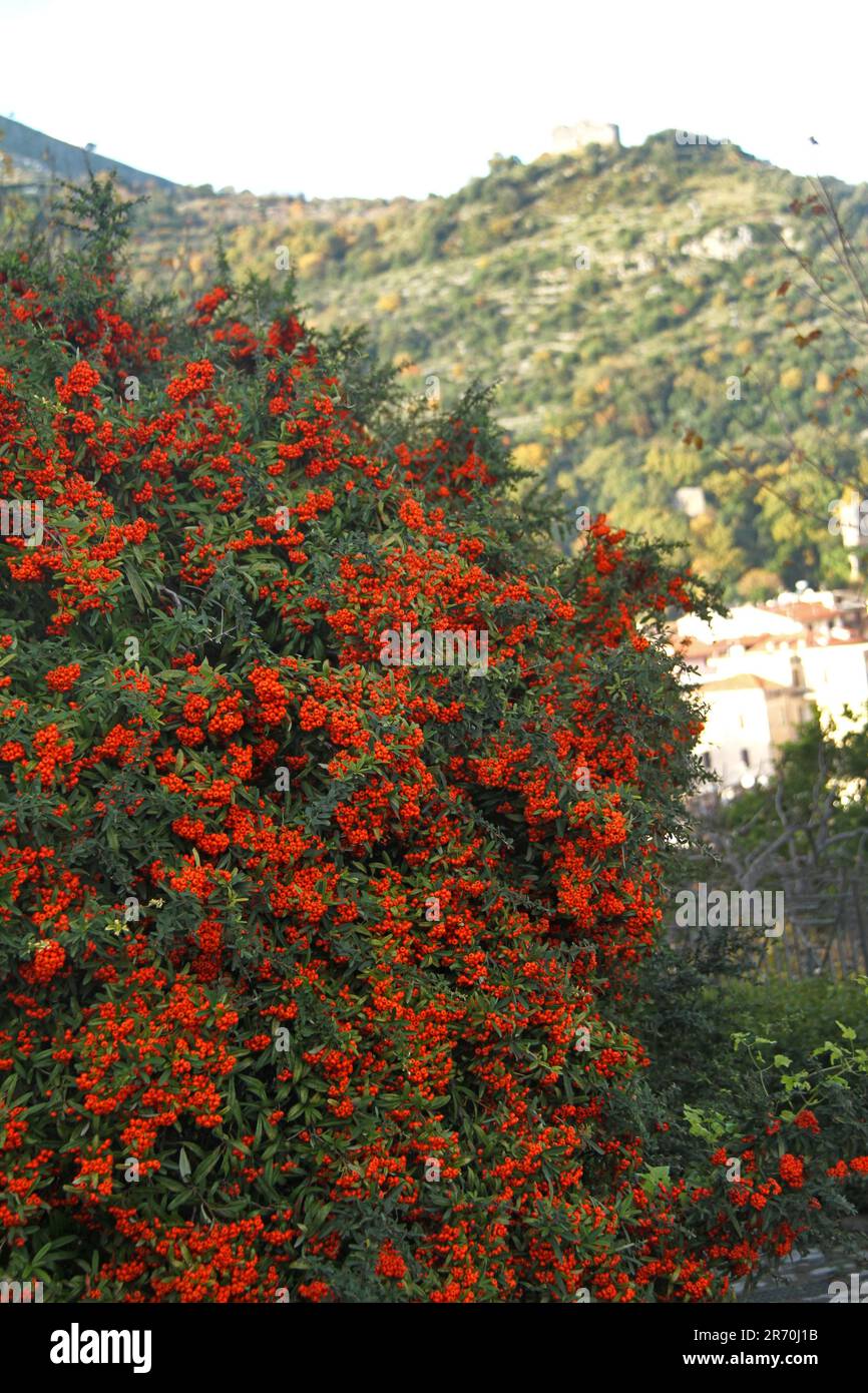 A Pyracantha (firethorn) shrub in Itri, Italy Stock Photo