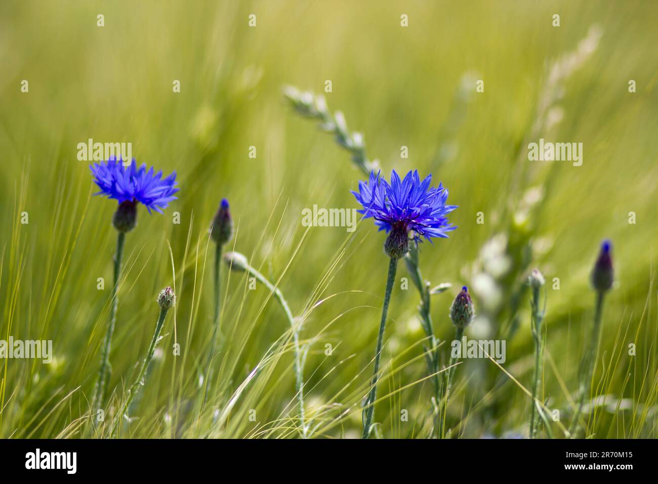 Cornflowers in barley field hi-res stock photography and images - Alamy