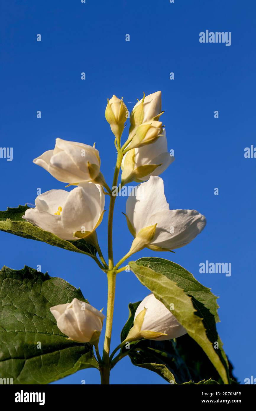 White fragrant jasmine flowers in the spring season, beautiful jasmine