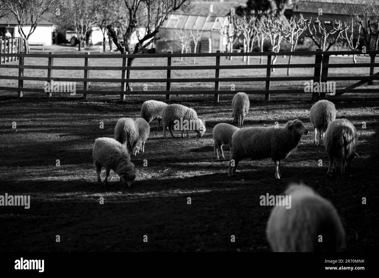 Ecological pasture Black and White Stock Photos & Images - Alamy