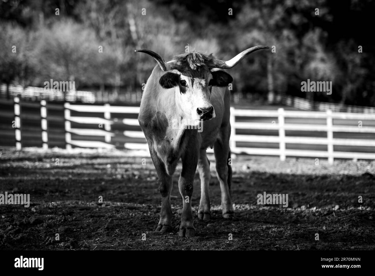 Village bull in black and white hi-res stock photography and images - Alamy