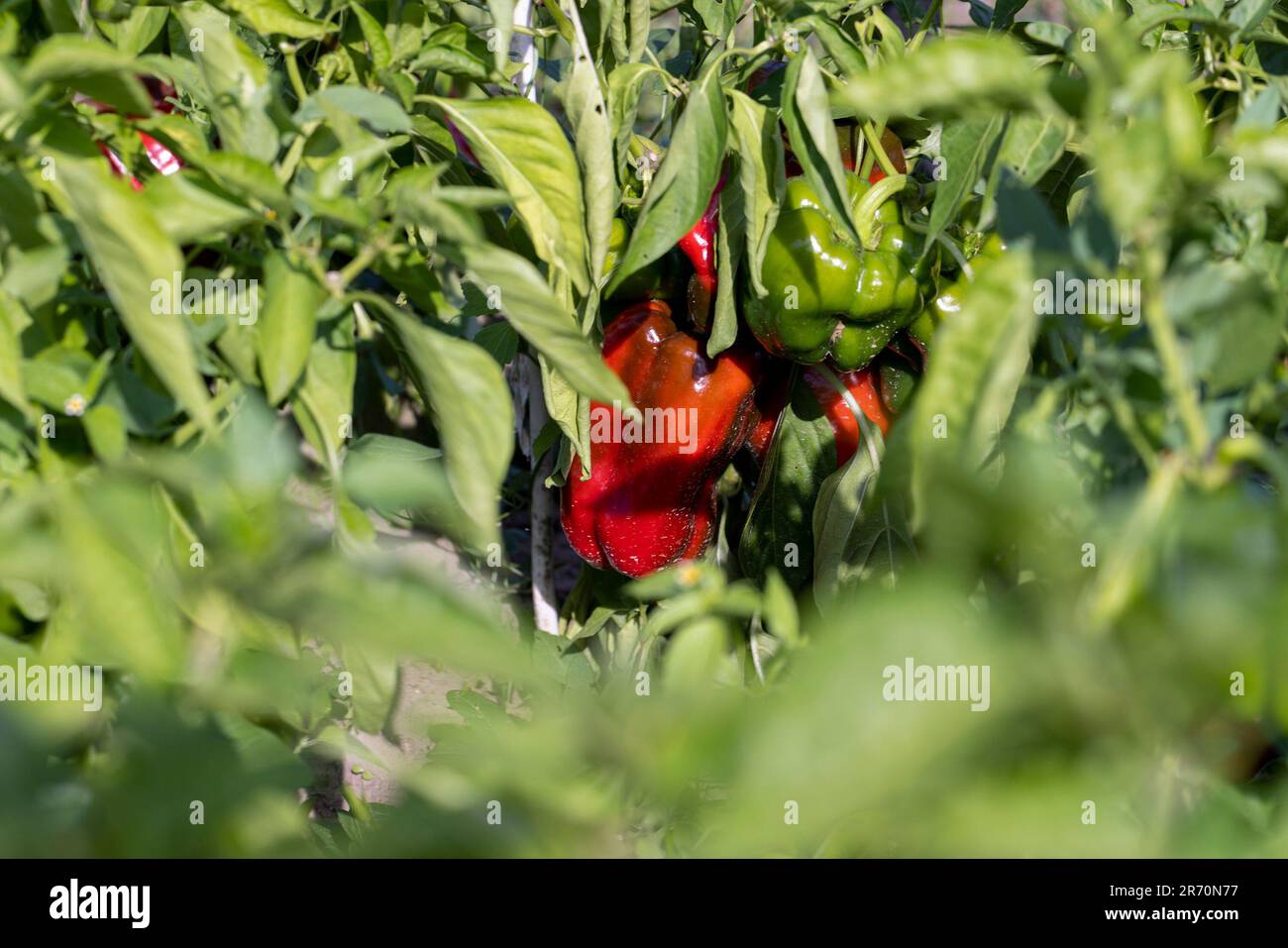 Greenhouses with the ripening of peppers in the garden, growing a new
