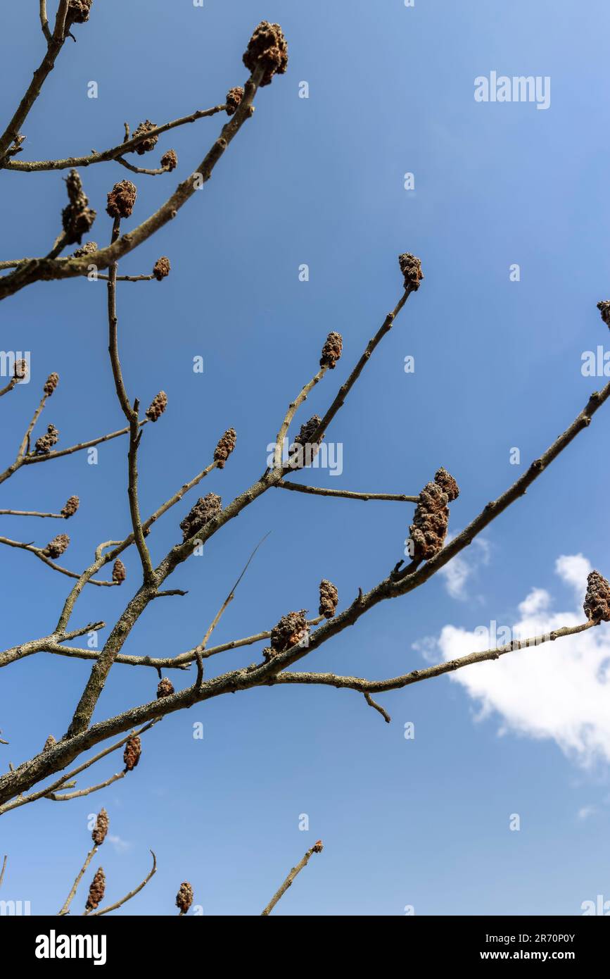 sumac tree in sunny weather in early spring, young sumac without