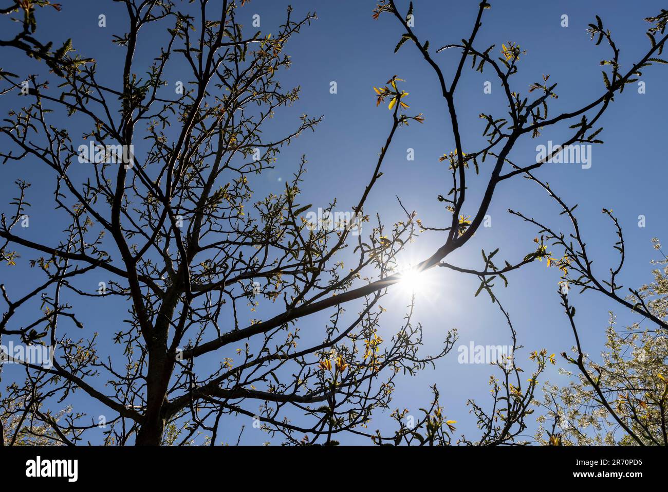 the first foliage on a walnut blooming with long flowers, sunny clear weather in an orchard with flowering walnuts Stock Photo