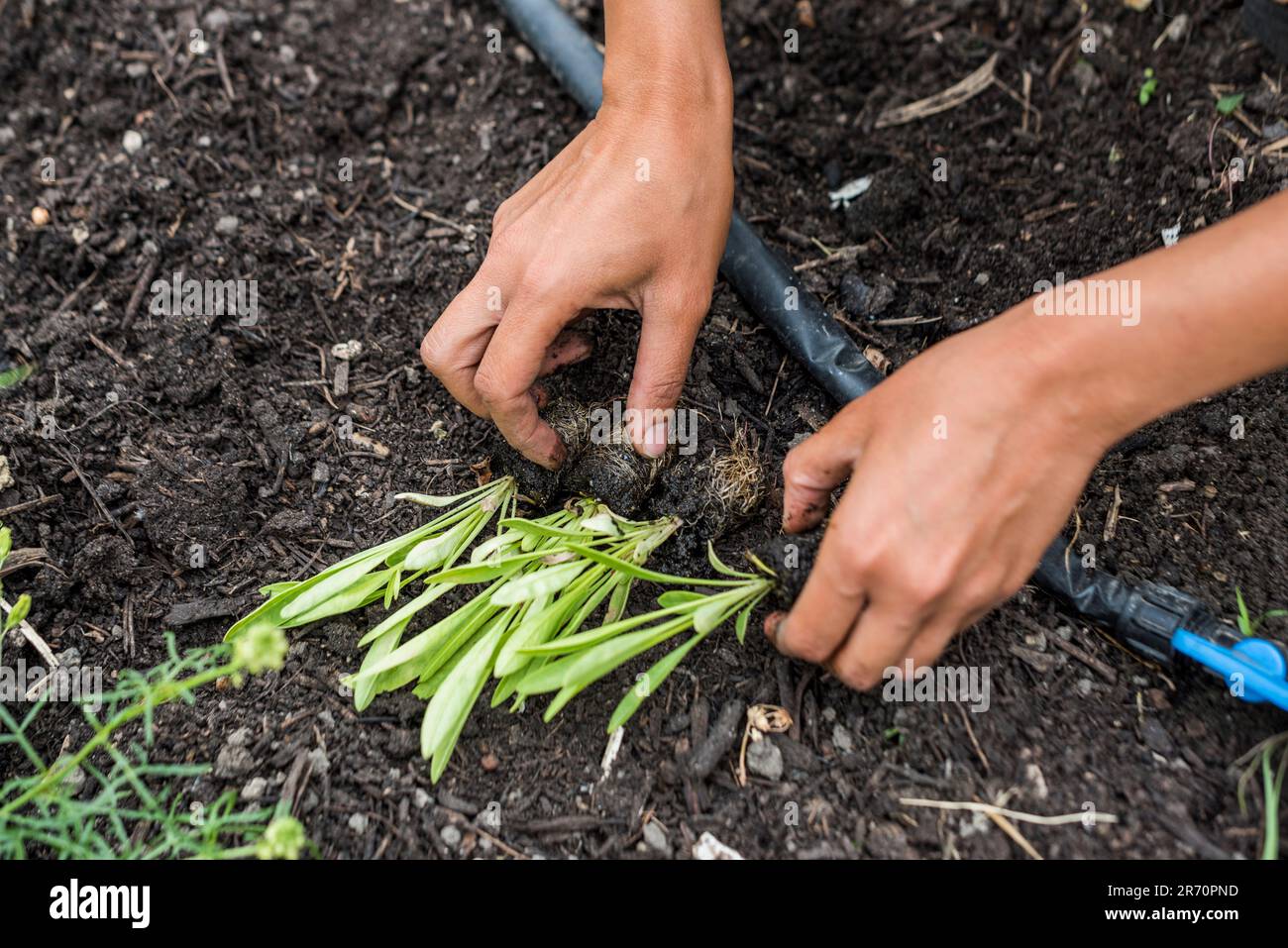 Transplanting flower seedlings Stock Photo