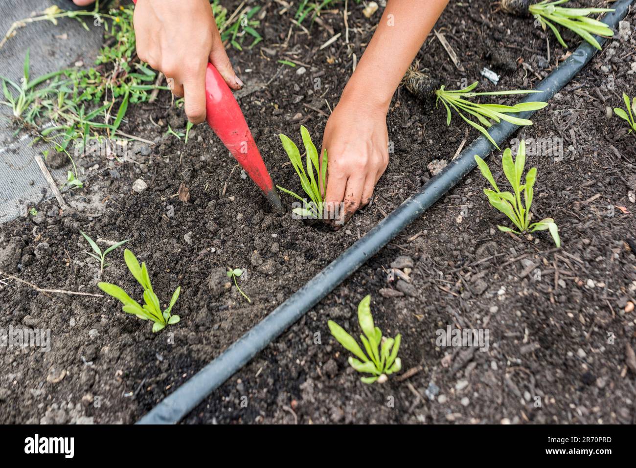 Transplanting flower seedlings Stock Photo