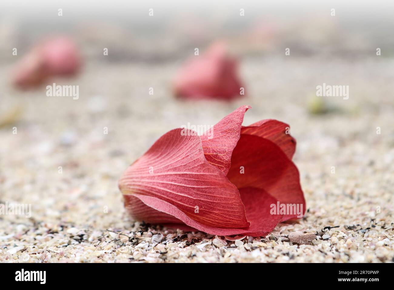Fallen red flower of sea hibiscus or coast cottonwood (Hibiscus tiliaceus) on the sand. Stock Photo