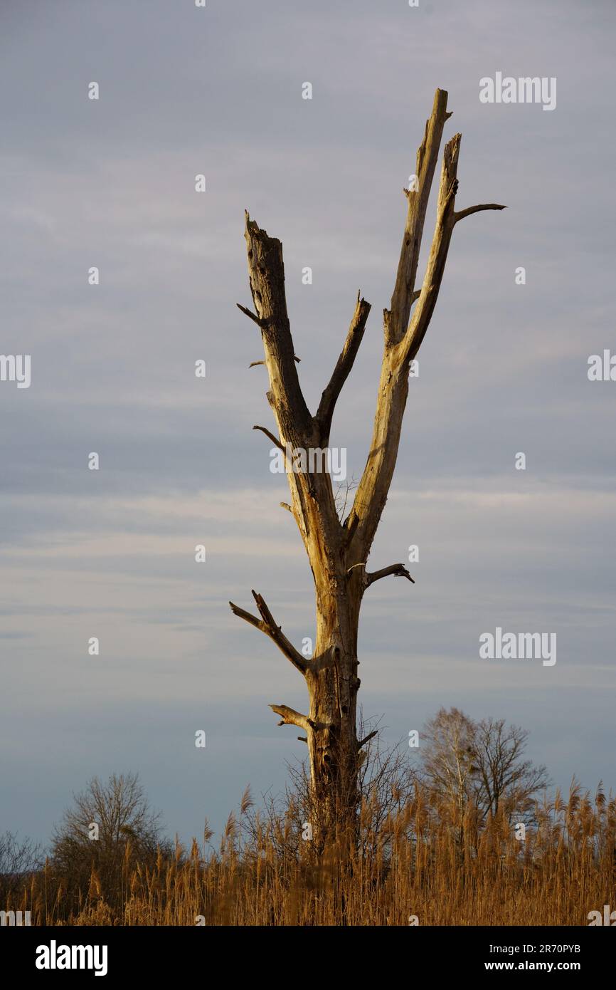 A solitary dead tree stands in a rural, natural landscape, illuminated