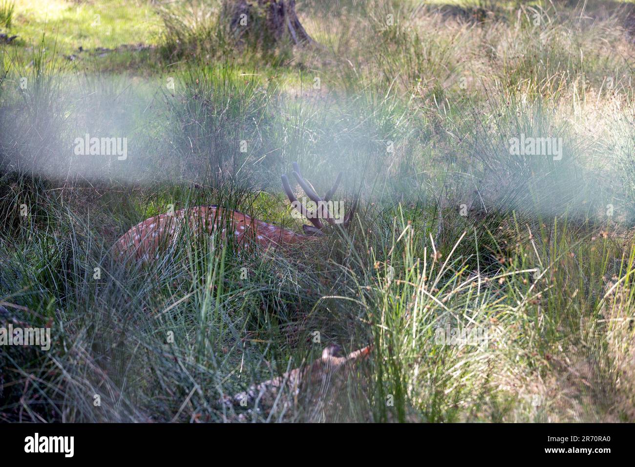 How long can a deer hang in 40 degree weather?