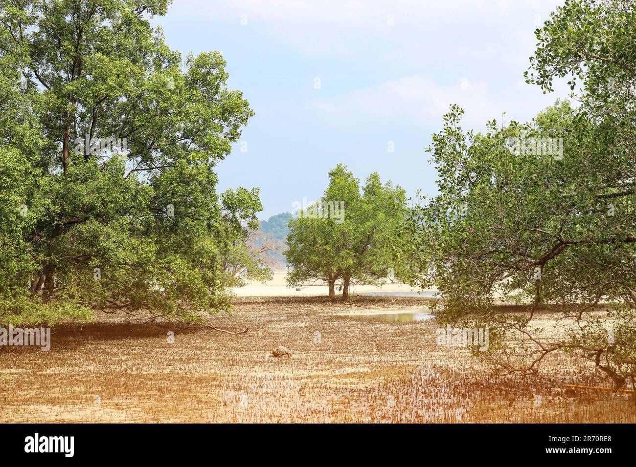 Trees grow from the sand, aerial root sprouts, low tide on the sea in a shallow bay, summer landscape. Stock Photo