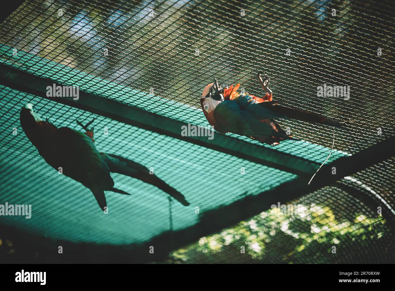 Parrots in the zoo Stock Photo