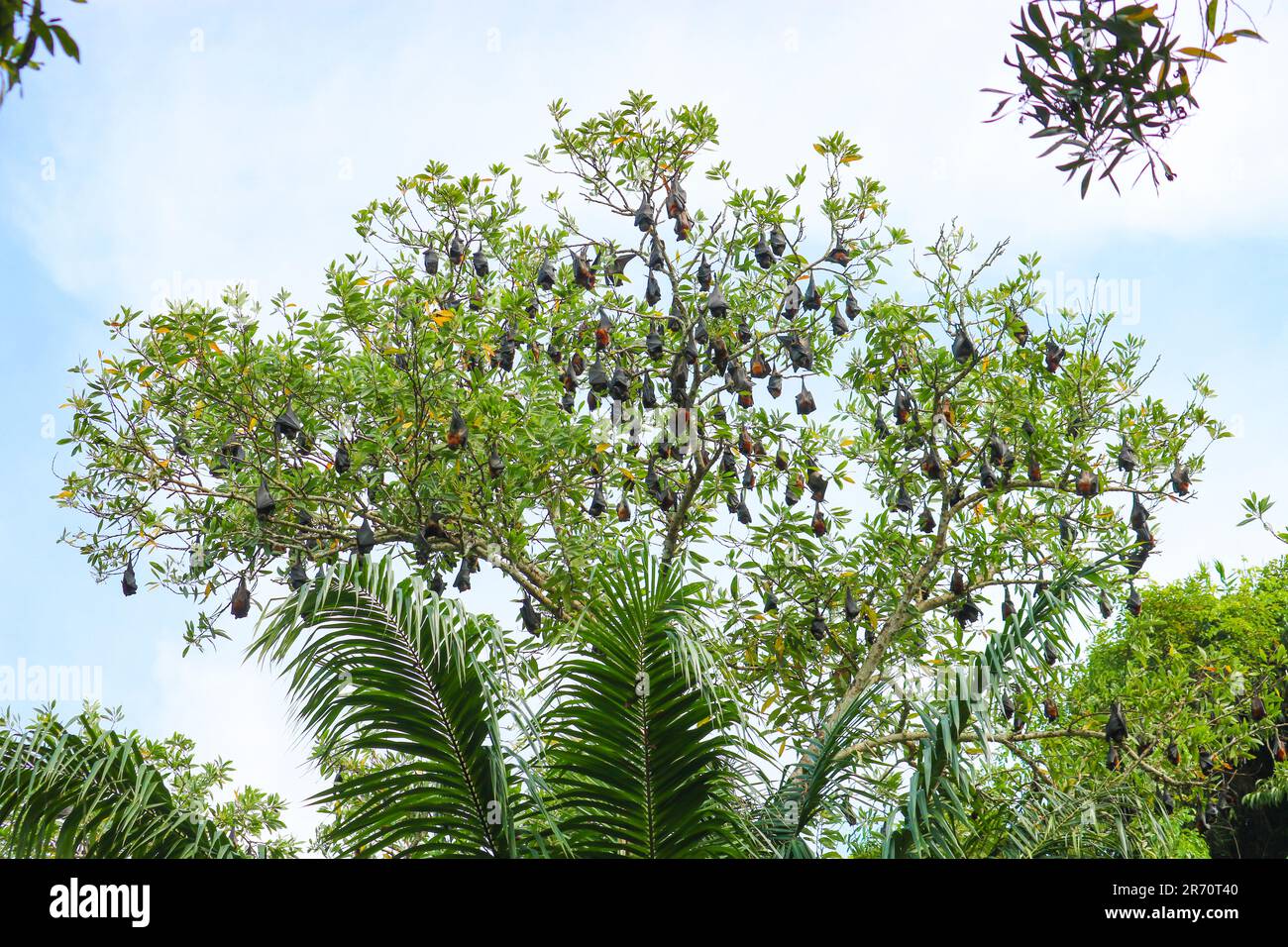 Fruit bats hang upside down from tree branches. Flying foxes (Pteropus ...