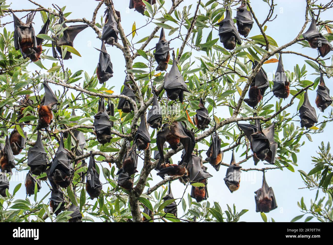 Fruit bats hang upside down from tree branches. Flying foxes (Pteropus ...