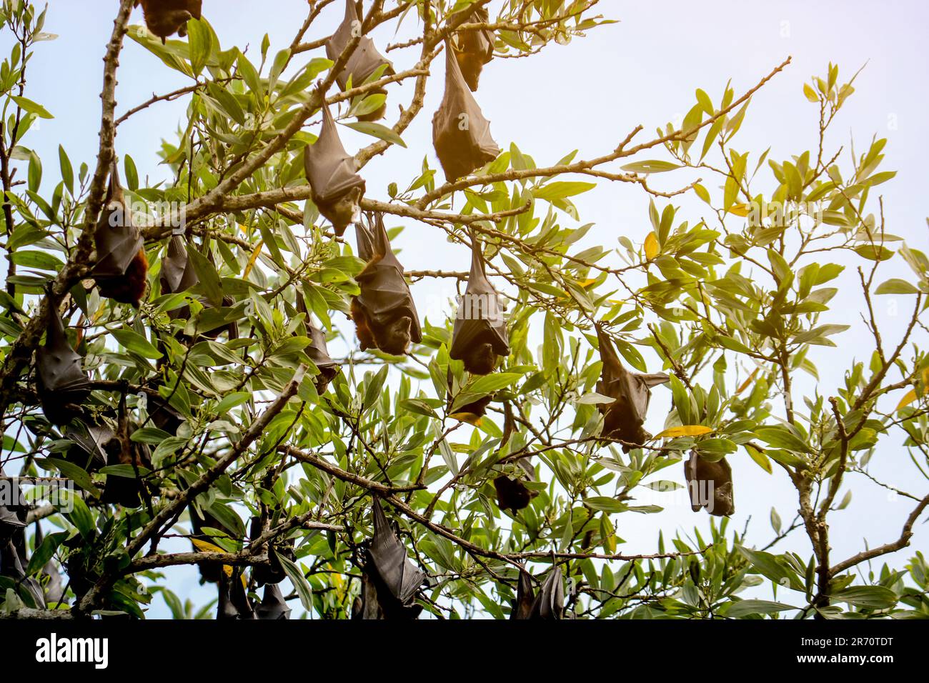 Fruit bats hang upside down from tree branches at sunset. Flying foxes ...