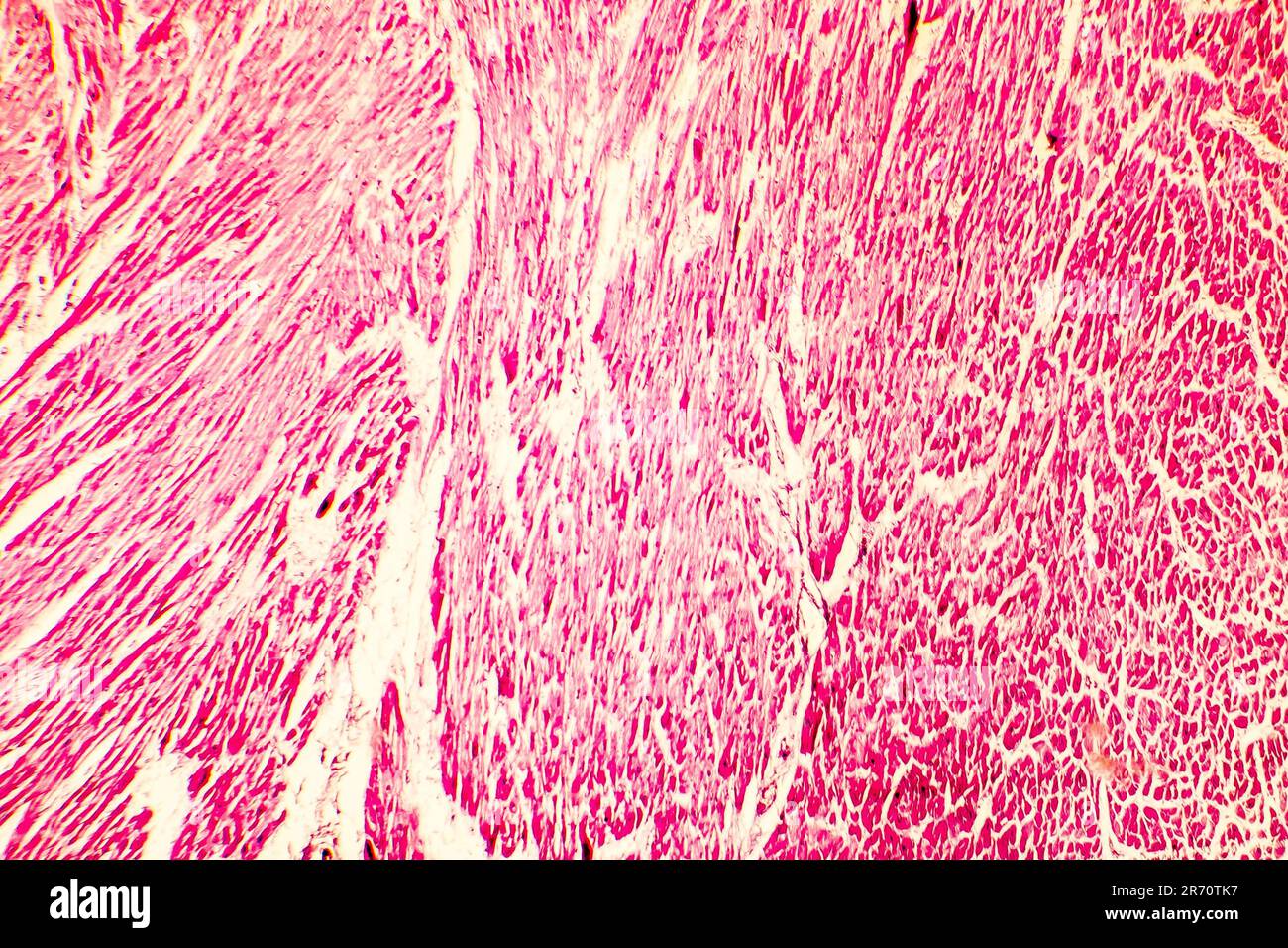 Mammal Cardiac Stomach, Sec. 7 µm H&E Microscope Slide | Biological Supply