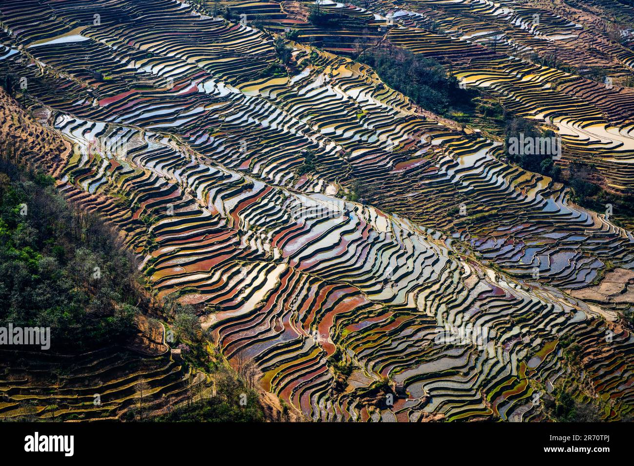 A wide landscape featuring an array of rolling, Yuan Yang terraces with the bright sunlight Stock Photo