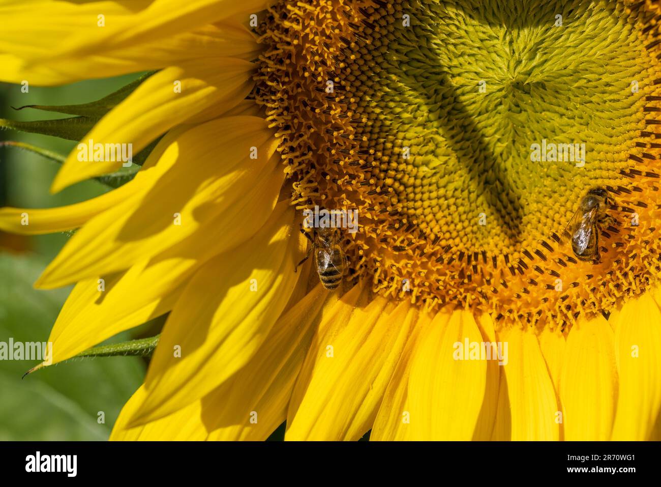 Beautiful blooming yellow sunflowers in the summer, sunflowers are