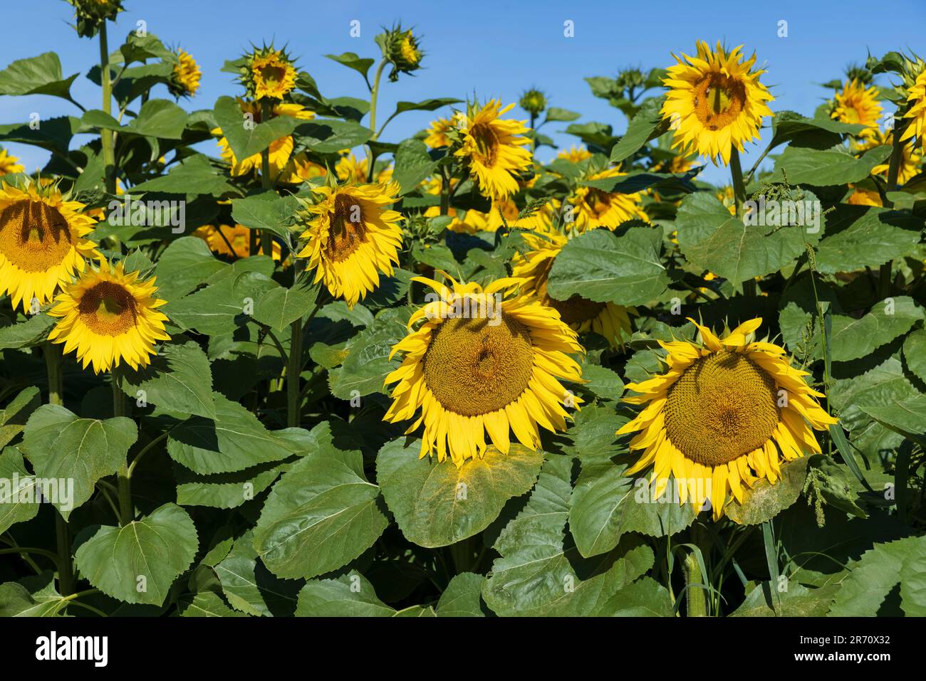 Beautiful blooming yellow sunflowers in the summer, sunflowers are
