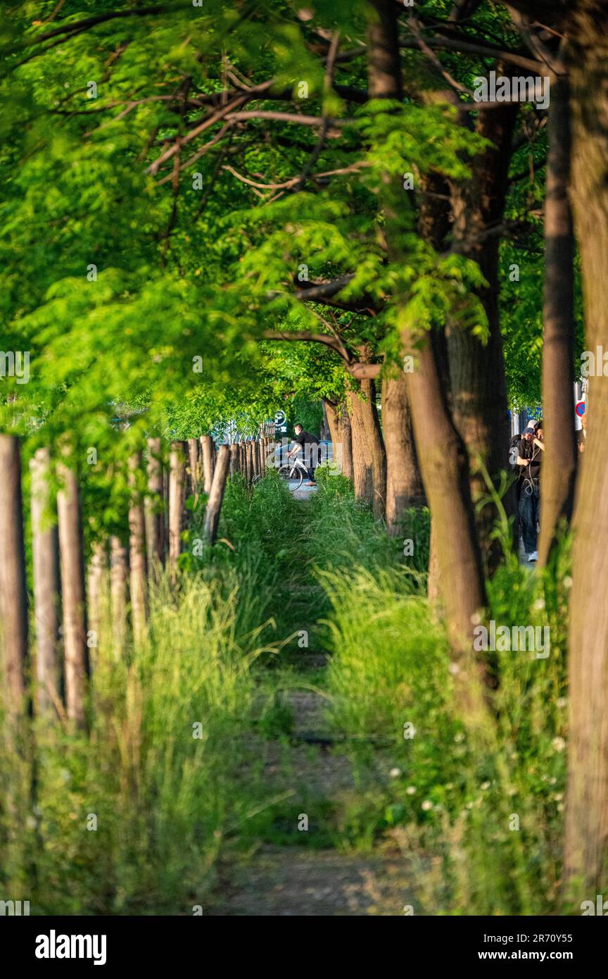 Peaceful pathway lined tall trees hi-res stock photography and images ...
