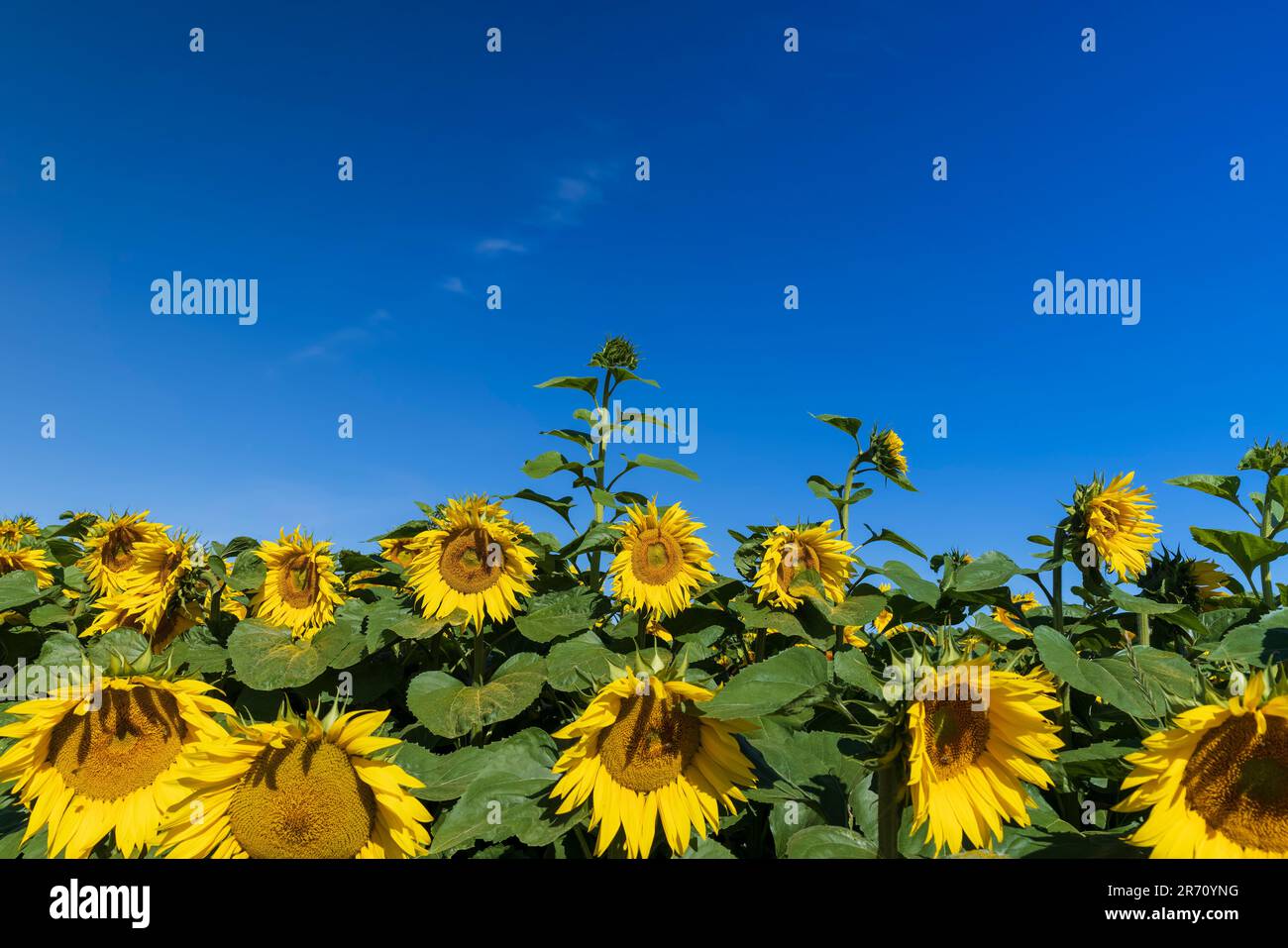 Beautiful blooming yellow sunflowers in the summer, sunflowers are