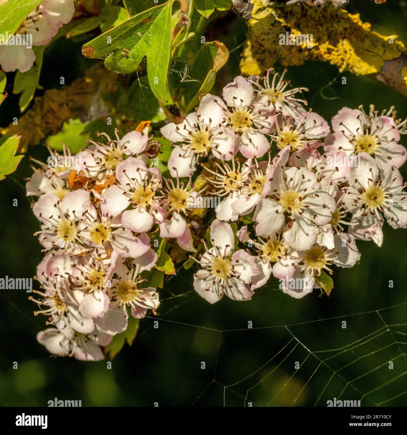 Closeup of the blossom on a common Hawthorn hedge and a cobweb, seen on a sunny spring day in the UK. Stock Photo