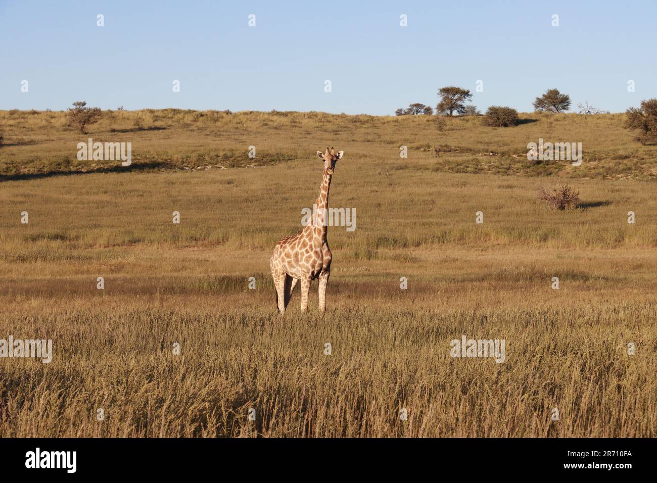 Giraffe features hi-res stock photography and images - Alamy