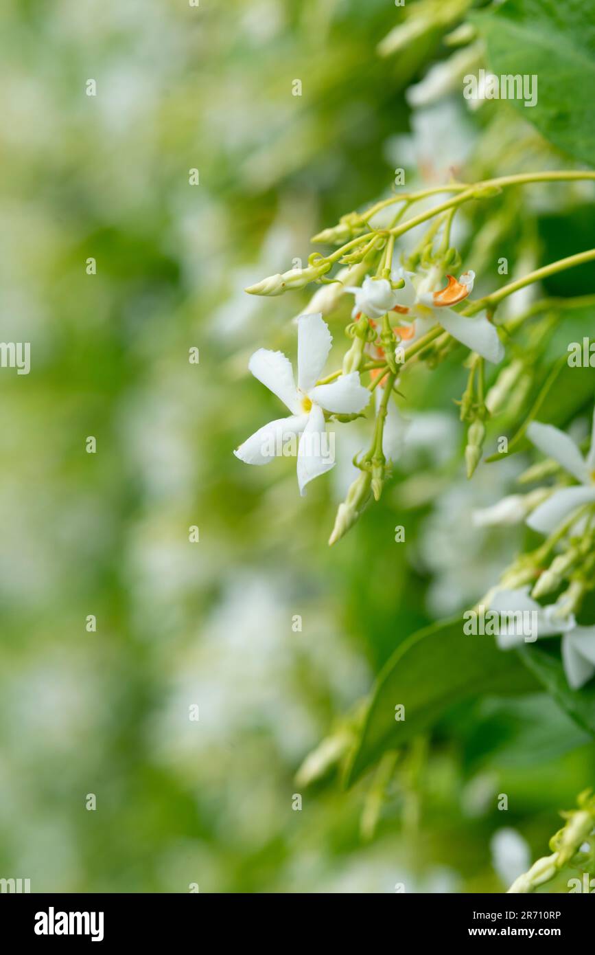 Star Jasmine, Trachelospermum Jasminoides Stock Photo