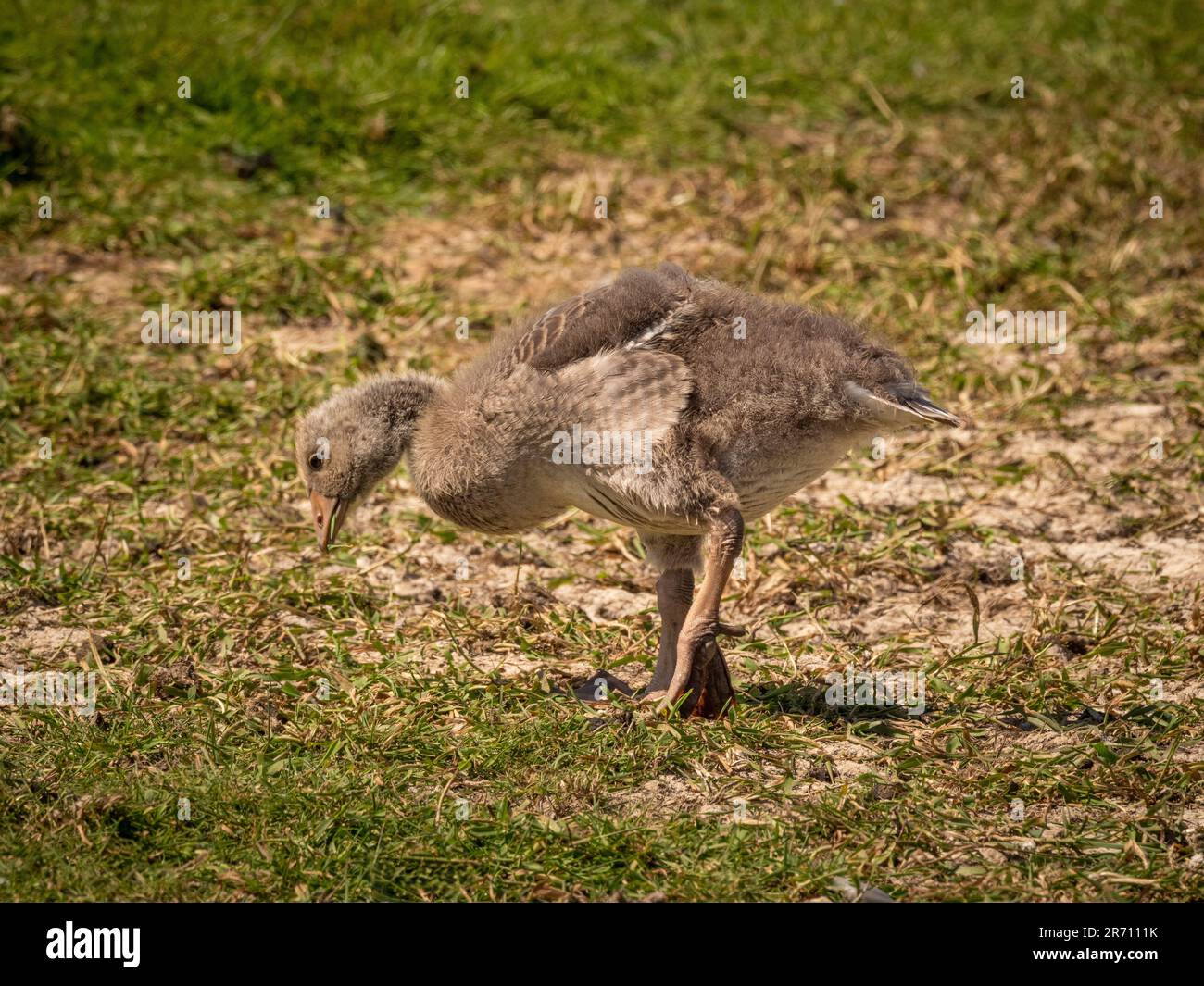 A lone Graylag gosling foraging in grass. UK Stock Photo