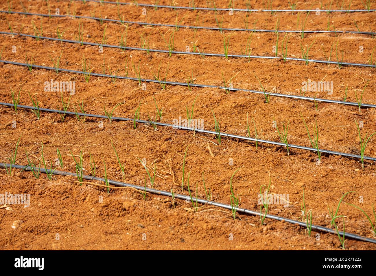 Irrigation system with small emerging plants on very dry soil Stock Photo