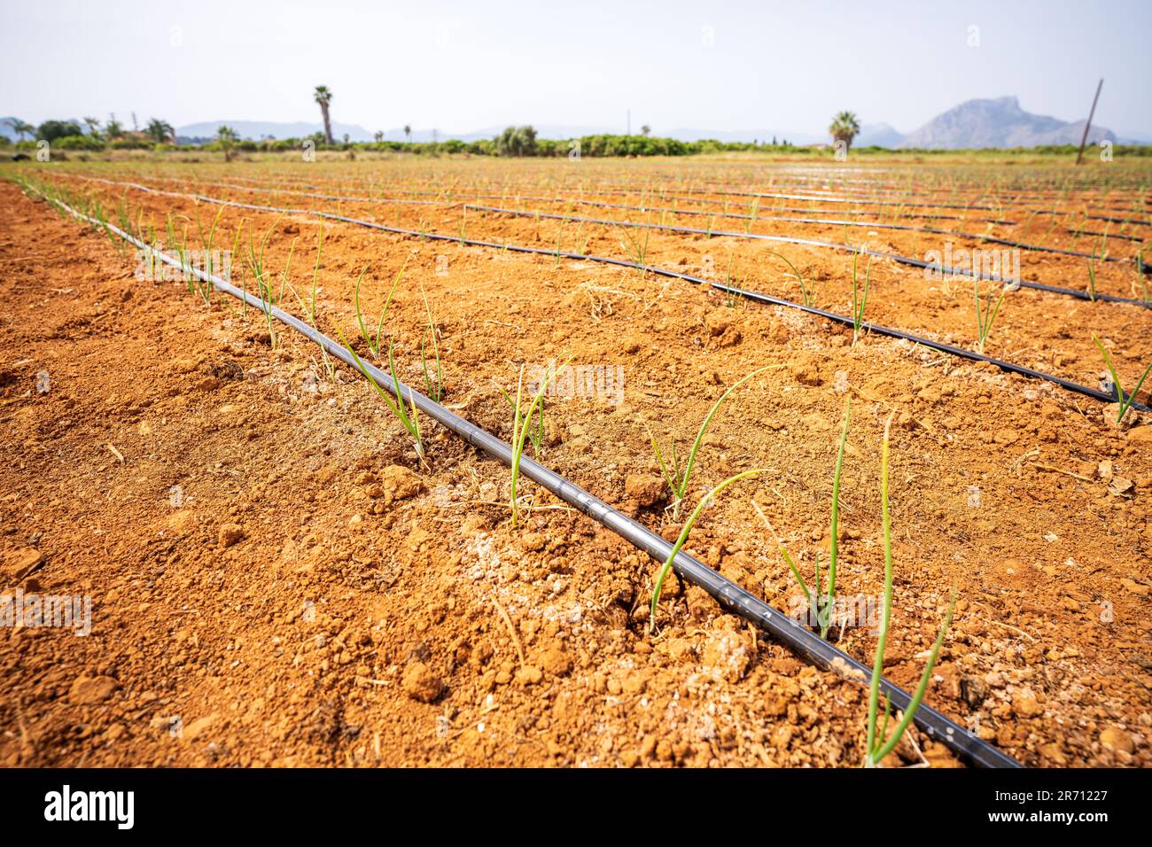 Irrigation system with small emerging plants on very dry soil Stock Photo