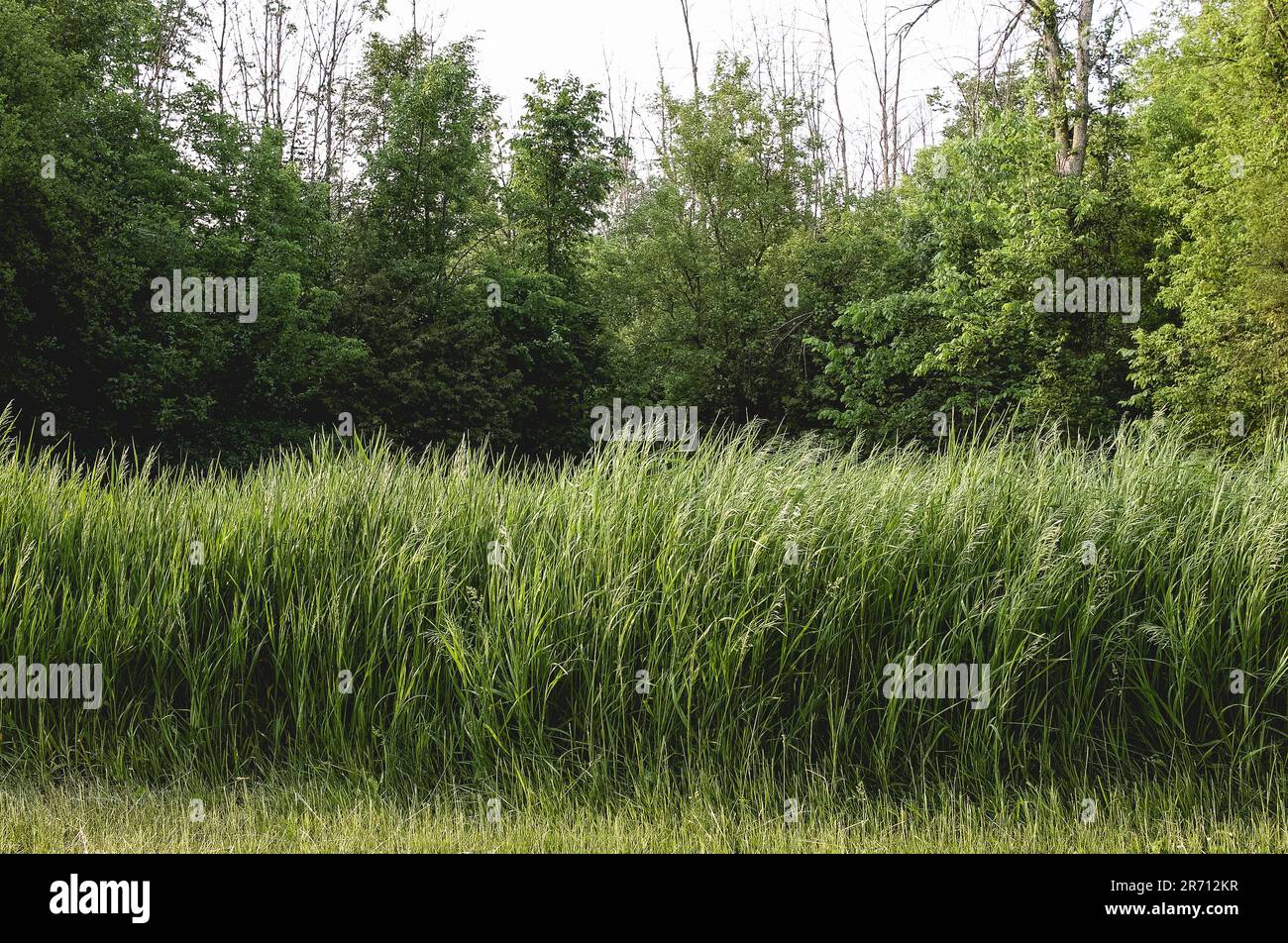 Green grass meadow lake hi-res stock photography and images - Alamy