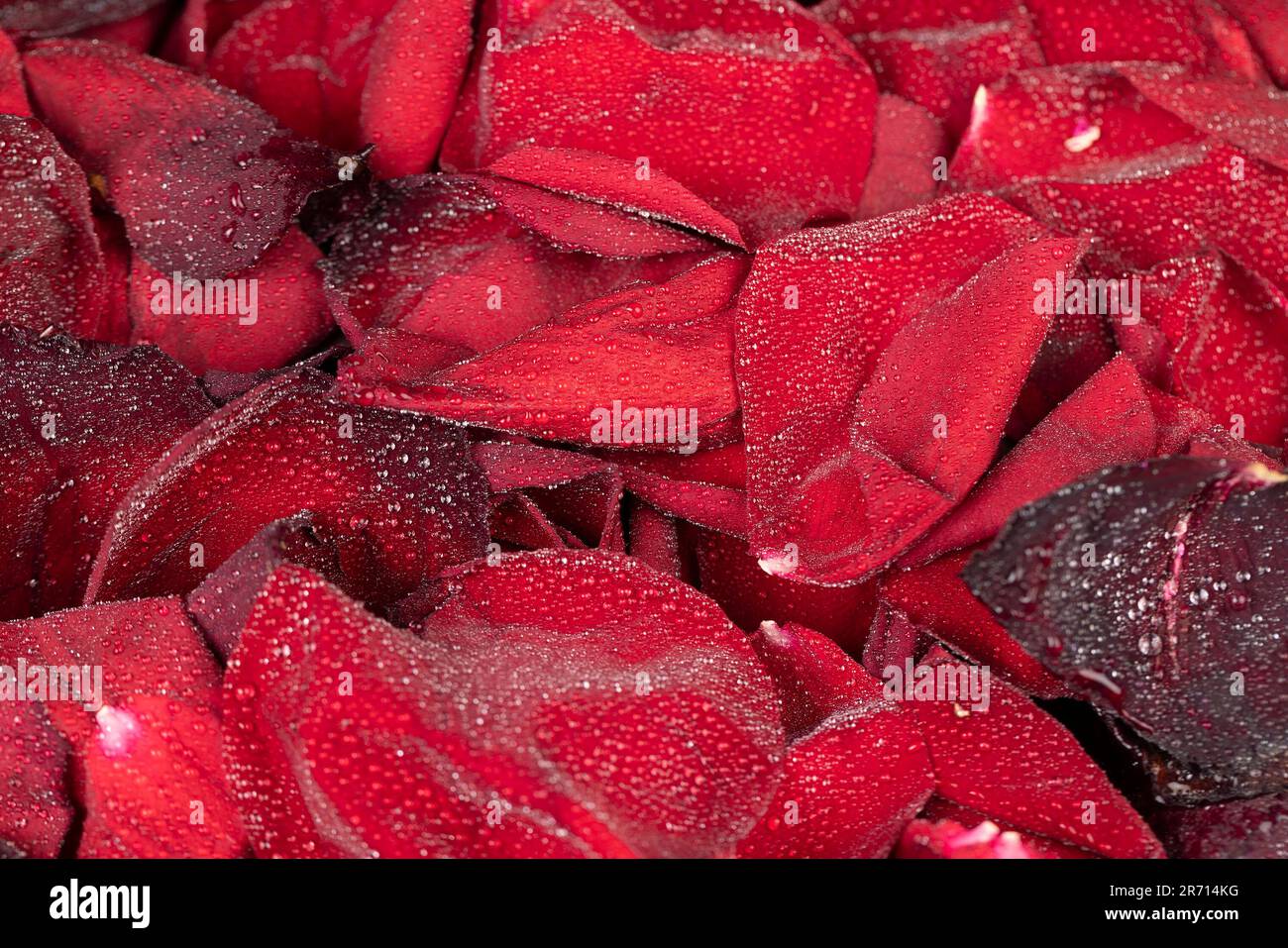 Plucked petals hi-res stock photography and images - Alamy