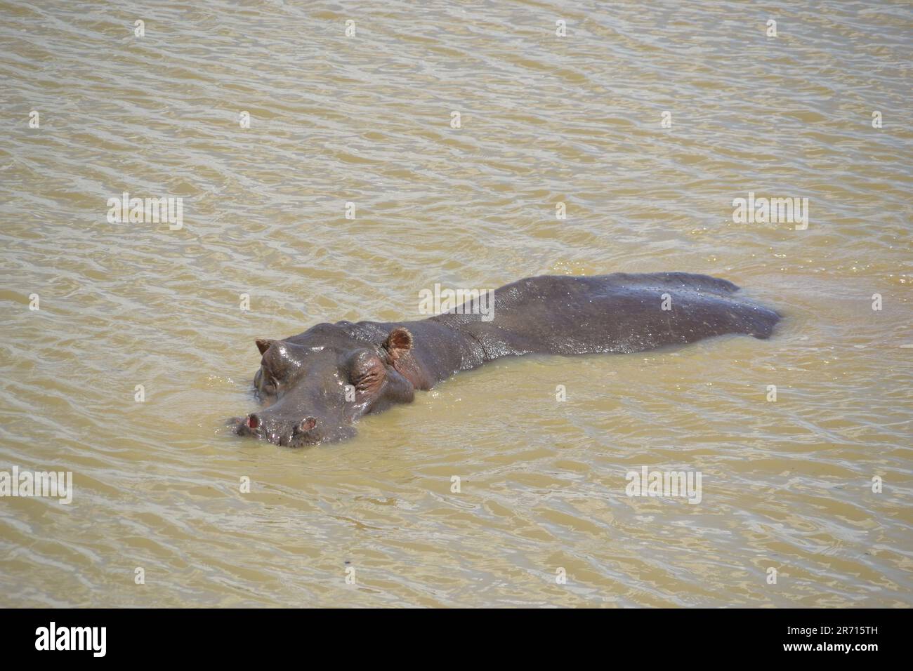 hippopotamus floating Stock Photo