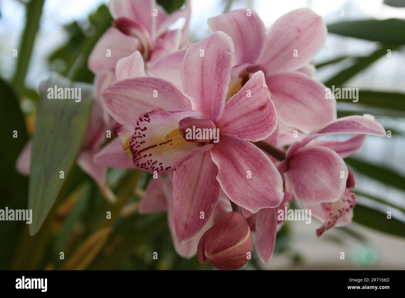 Gorgeous flowers in the beatifull countryside. AMAZING, colours and ...