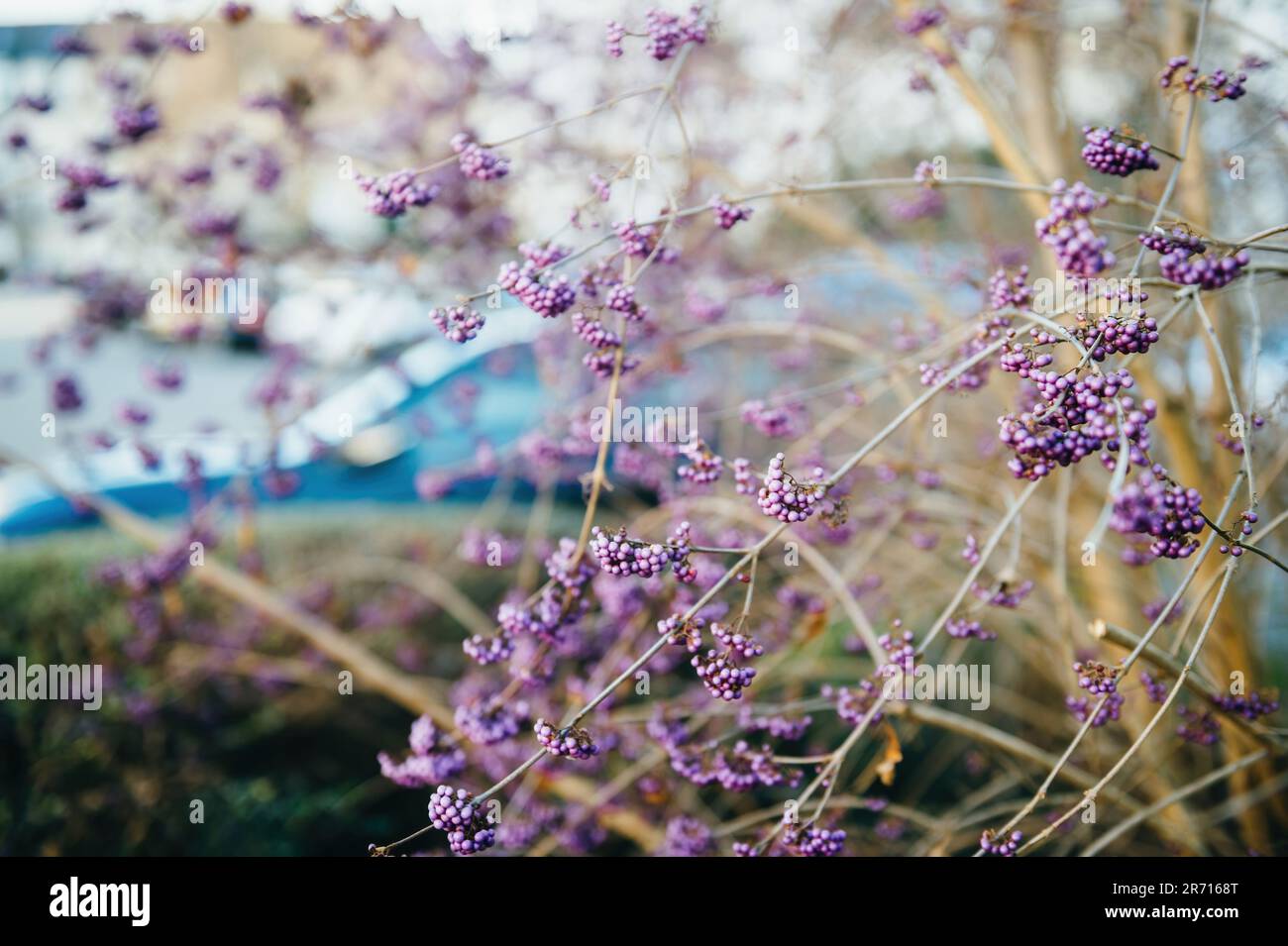 Delicacy fragility beauty life hi-res stock photography and images - Alamy