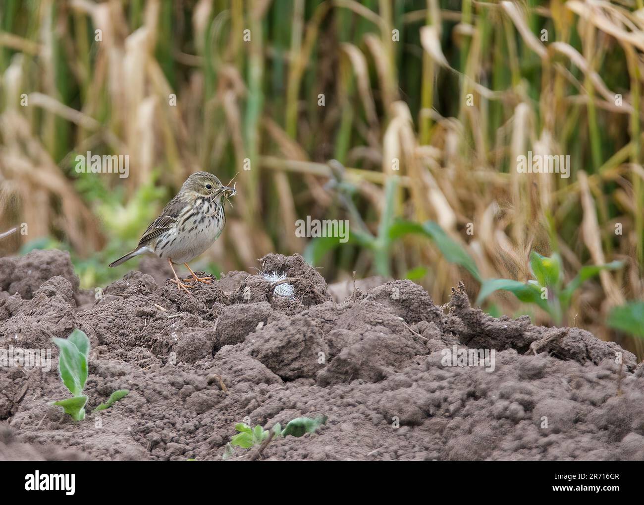 Meadow Pippit (Anthus pratensis) at RSPB Bempton Cliffs, East Riding, Yorkshire Stock Photo