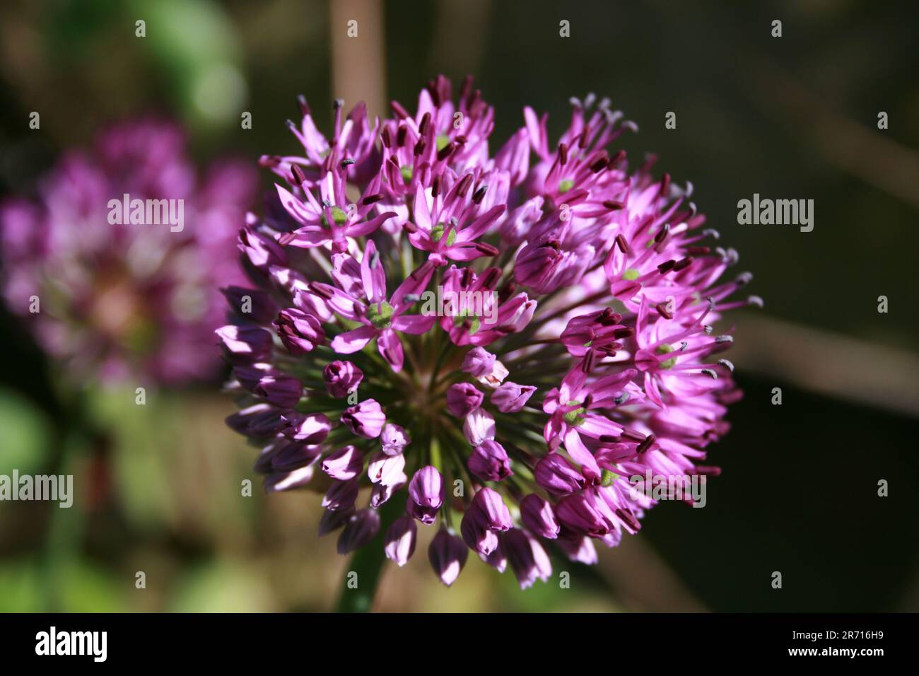Gorgeous flowers in the beatifull countryside. AMAZING, colours and ...