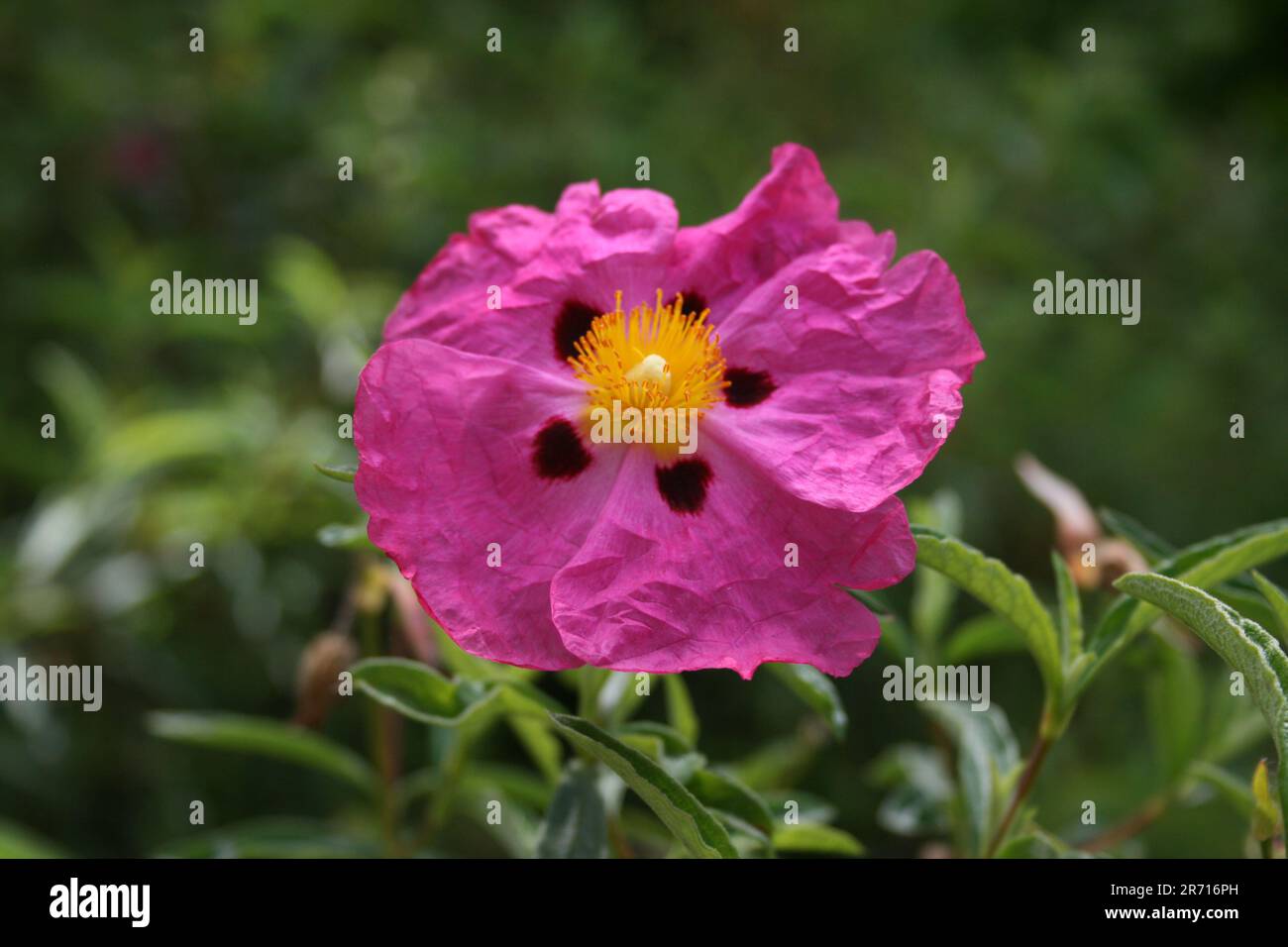 Gorgeous flowers in the beatifull countryside. AMAZING, colours and ...