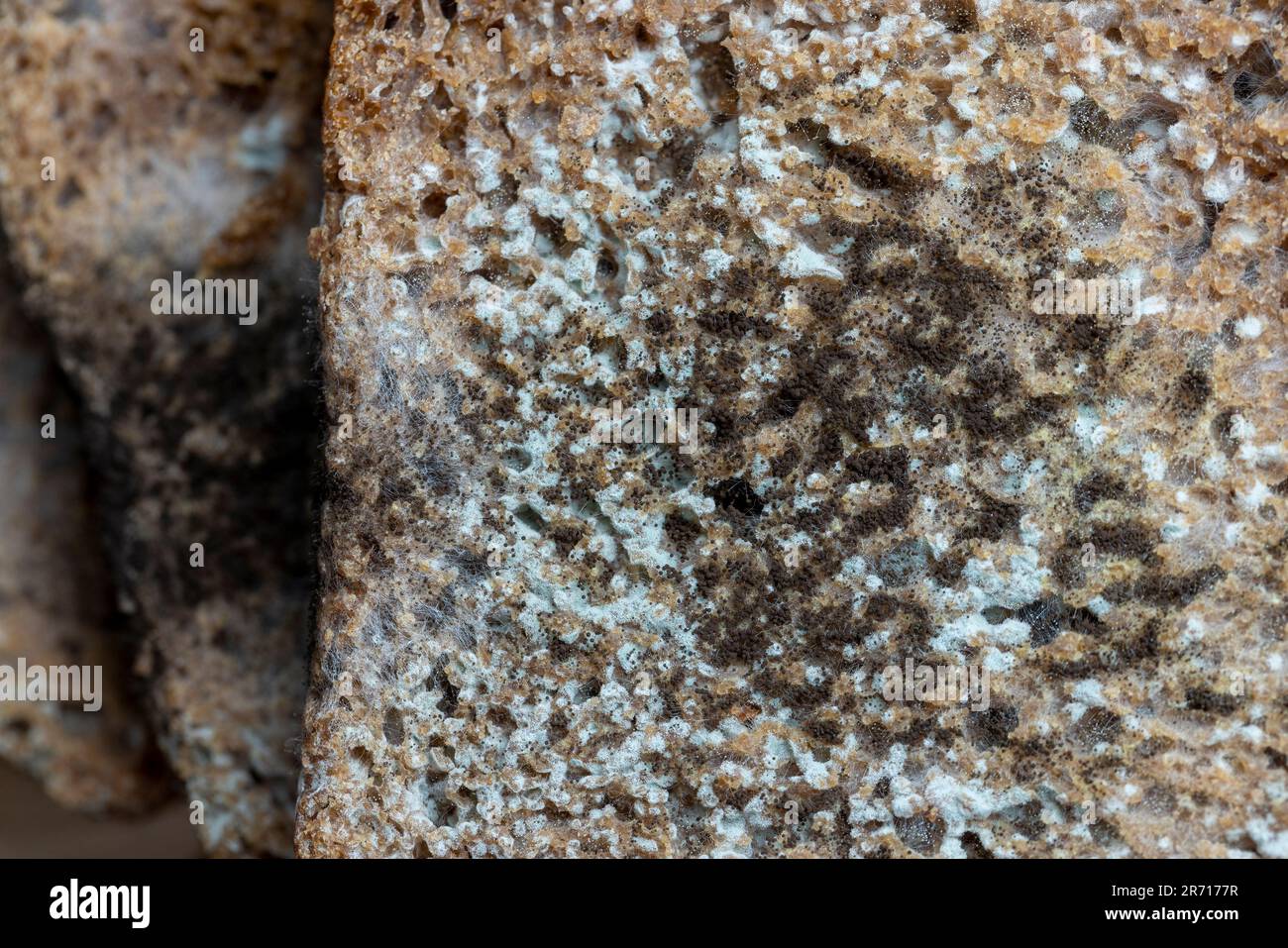 Black rye bread covered with black mold, spoiled bread covered with