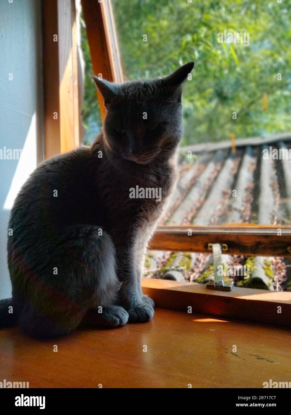 Belgian hotsell blue cat